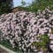 3 x Clematis Montana Rubens (Waldreben) - 3 x Kletterpflanzen: 3 kaufen/2 bezahlen | Rosa, Mehrjährig und Winterhart | 3 x 1,5 Liter Töpfe