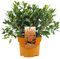 ORANGE AZALEA JAPANISCHER IMMERGRÜNER STRAUCH ROBUSTE GARTENPFLANZE IM 2L TOPF x 1