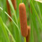 100 pz Typha Latifolia (piante acquatiche) Le piante perenni sono piante perenni resistenti piante acquatiche resistenti allo stagno decorazione del giardino per esterno Piante resistenti