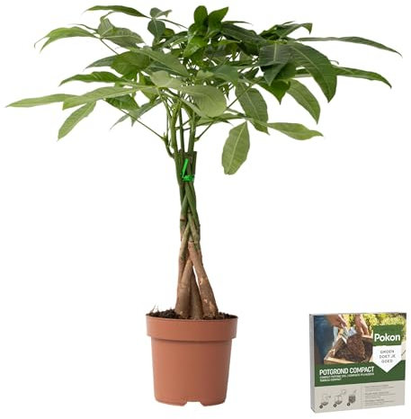 Plant in a Box - Pachira Aquatica - Pokon - Geldbaum - Glückskastanie - Topf 17cm - Höhe 60-70cm