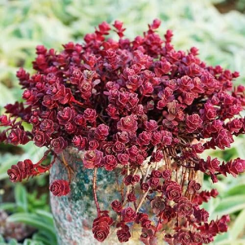 bergrose sukkulenten exotische winterhart blumenbeet deko fensterbank sukkulenten topf blumensamen gastgeschenk blumenwiese mehrjährigherbst deko gartendeko für draußen 10samen