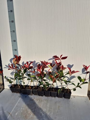 Photinia x Fraseri Red Robin (Fotinia Red Robin) - 10 Piante Adatte Per Siepi e Bordure - Vivai Giulian Giovani Piante