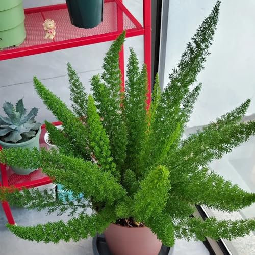 80 piezas Semillas de espárrago densiflorus, helecho cola de zorra espárrago, Plantas de balcón resistentes bonsai de interior bonsai decoración salón moderno abeja prado semillas