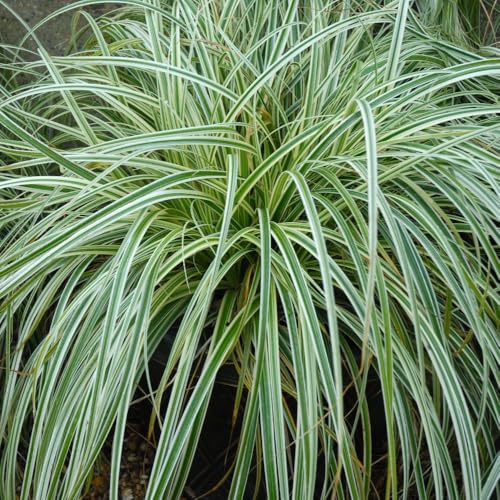 Carex ‘Feather Falls’ – Variegated Evergreen Ornamental Grass – Japanese Sedge for Shade or Sun – Patio & Border Plant – Easy Care Year-Round Foliage - 9cm Pots x3 by Thompson & Morgan
