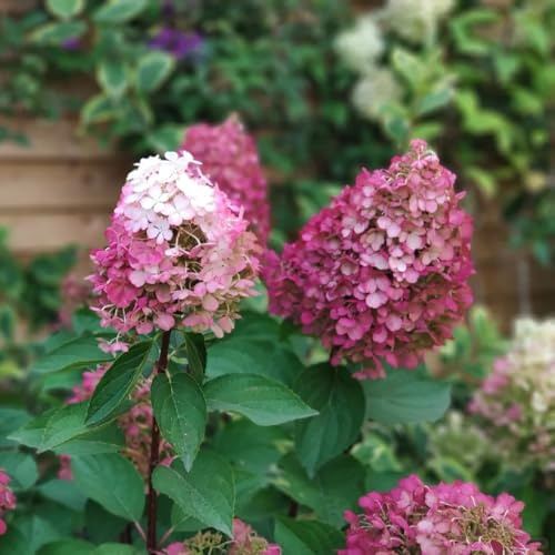hortensia panícula - jardín que prefieren la sombra 1Plantas