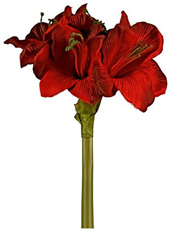 Amaryllis dunkelrot 66cm