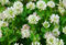 Balle réensemencement trèfle blanc cultures de couverture engrais vert abeille fourrage (~ 4000 graines)