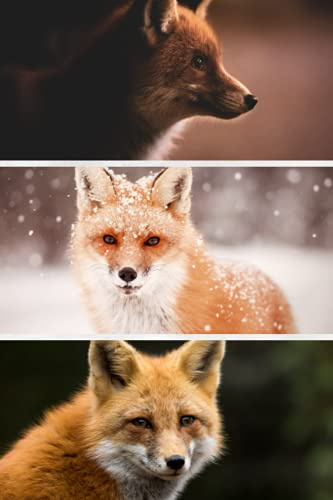 Fox Notebook: Realistic Fox Notebook Journal For Fox/Animal Lovers | Wildlife Fox Workbook, Perfect Gift Idea