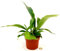 POWERS TO FLOWERS - PLATYCERIUM ALCICORNE, VASO 12CM, pianta vera