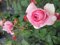 Beetrose Märchenrose Rosenfee® leicht pinkfarbend Duft++