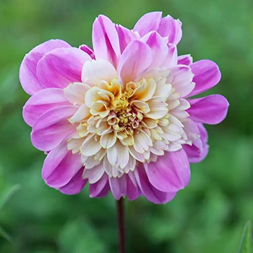 1 x Dahlia Anemone – Perennial – Summer Flowering Bulb – for Your Beautiful Garden (1 x Dahlia Anemone Flowering Take Off)