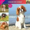 Kalender 2024 Reiter King Charles (Affixe)