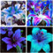 Lilium martagon zwiebeln,Winterharte mehrjährig,Dekorative Blumen,lilien Deko,lilie Riesen,Lilien Im topf,Lilie,duft lilien,lilien knollen,lilien zwiebeln winterhart.-4 zwiebeln-A