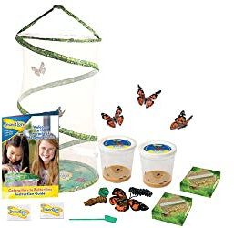 Insect Lore Giant Butterfly Garden with 6-10 Caterpillars and Lifecycle Stages