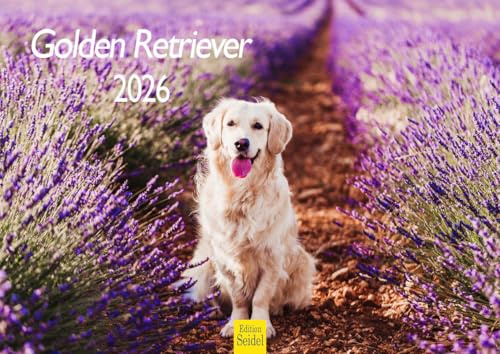 Edition Seidel Premium Kalender Golden Retriever 2026 Format DIN A4 Wandkalender Hundekalender Hund Welpe Hunderasse Haustier