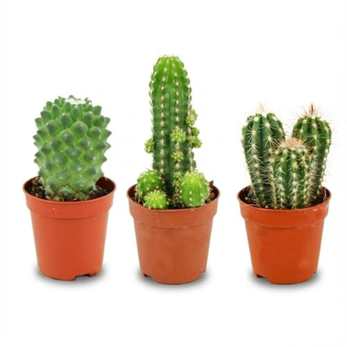 Mini Kakteen Set 3 Pflanzen Ø5,5cm Höhe5–10cm – Pflegeleichte Mini-Kakteen für sonnige Fensterbank – Ideal für kleine Räume & Deko