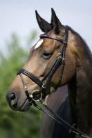 USG - Trense Poet, schwarz, WB, engl. RH, Warmblut