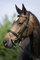 USG - Trense Poet, schwarz, WB, engl. RH, Warmblut