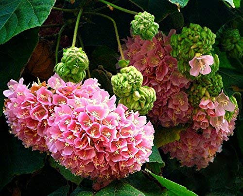 ADB Inc Dombeya burgessiae, Hortensie Baum, 150 Samen