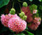 ADB Inc Dombeya Burgessiae, Ortensia Albero, 150 semi