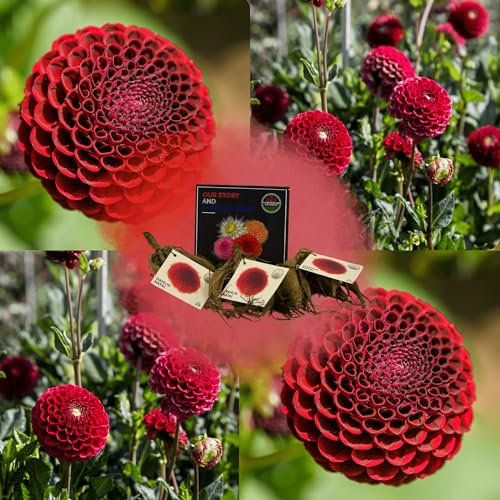 Bulbes à fleurs de Dahlia du Natal