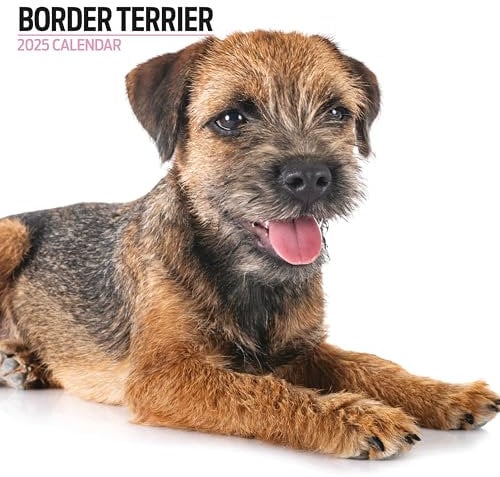 Border Terrier Kalender 2025 Modern