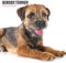 Border Terrier Kalender 2025 Modern