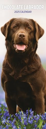 Labrador Chocolate Kalender 2025, schmaler Kalender