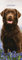 Labrador Chocolate Kalender 2025, schmaler Kalender