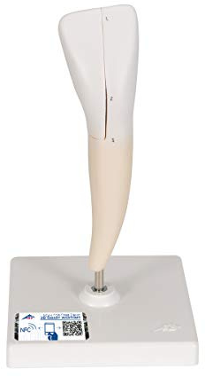 3B Scientific Menschliche Anatomie - Unterer Schneidezahn, 2-teilig + kostenlose Anatomie App - 3B Smart Anatomy