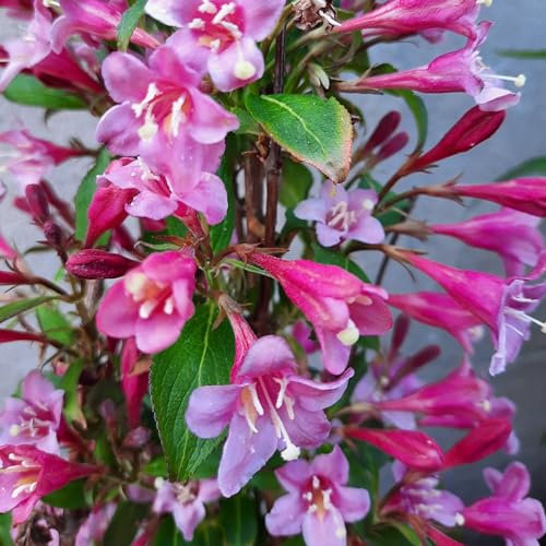 Liebliche Weigelie Rubidol 2L - Ein Strauch, der im Anbau keine Probleme bereitet