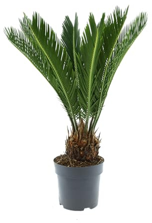 Cycas Revoluta (Sagopalme) Zimmerpflanze – Exotische Palme für Innenräume, Pflegeleicht & Langlebig (1, 60-70 cm)