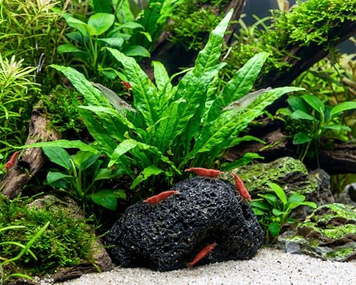 NatureHolic Lavastein mit Microsorum Javafarn - bepflanzte Aquarium Deko - Aquariumpflanze auf Naturstein aufgebunden - pflegeleicht ohne CO2 - Versteck für Garnelen - ca. 5-10 cm Stein