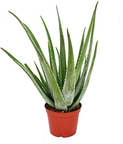 Exotenherz - Aloe Vera - ca. 7-8 Jahre alt - 21cm Topf, riesige und sehr alte Pflanze