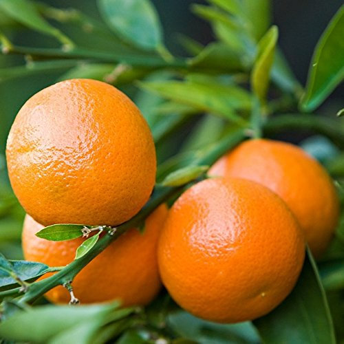 1 PIANTA DI CITRUS CLEMENTINA IN VASO 18CM agrumi orto giardino