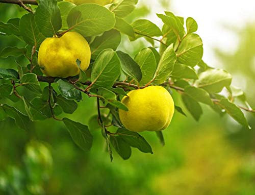 15 Semi di Cotogna - albero da frutto mela cotogna- semi contadini riproducibili - SemiWild
