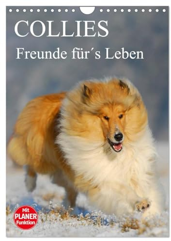Collies - Freunde für´s Leben (Wandkalender 2026 DIN A4 hoch), CALVENDO Monatskalender: Eine der schönsten Hunderassen auf 13 zauberhaften Fotos (CALVENDO Tiere)