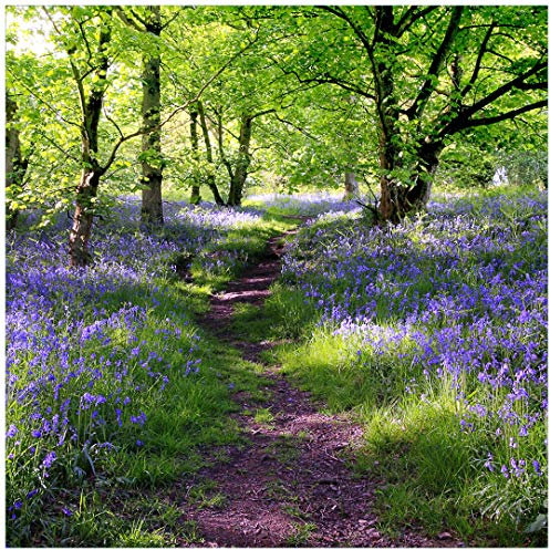 Wallario Glasbild Blaues Hasenglöckchen im Wald - 50 x 50 cm Wandbilder Glas in Premium-Qualität: Brillante Farben, freischwebende Optik
