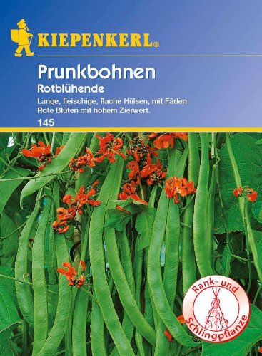 Bohne Rotblühende / Feuerbohnen