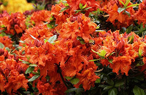 Rhododendron Gibraltar Rhododendron luteum Gibraltar Containerware 40-50 cm