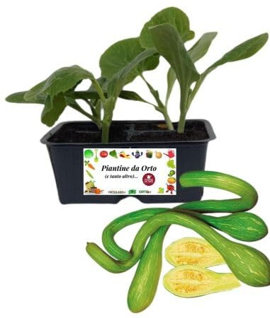 Zucchino Trombetta Linea Gold pack da 2 piante