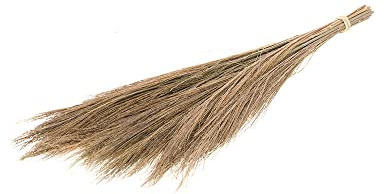FloristryWarehouse Dried 100g Bunch of Natural Broom Grass 65cm/25 Inches