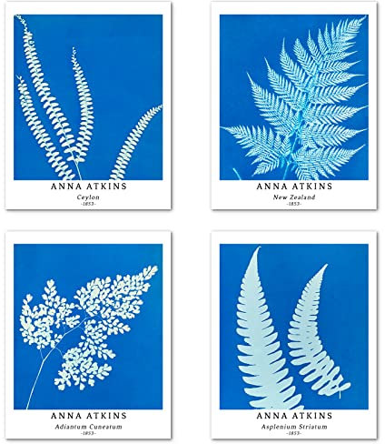 Kunstdruck Ungerahmt Bilder Set von 4, Poster Größe: 20x25 cm Premium Blumen Kunstpapier Wanddeko Blue Stilvolles Frau Retro Pflanzen Blätter Botanische Passenden Home Deko Anna Atkins Pictures