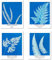 Kunstdruck Ungerahmt Bilder Set von 4, Poster Größe: 20x25 cm Premium Blumen Kunstpapier Wanddeko Blue Stilvolles Frau Retro Pflanzen Blätter Botanische Passenden Home Deko Anna Atkins Pictures