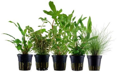 AquaOne Aquarium Pflanzen I 5X Wasserpflanzen I Einsteiger Aquarienpflanzen I Eleocharis Rotala Cryptocoryne Ammania I Set mit 5 Aquariumpflanzen