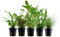 AquaOne Aquarium Pflanzen I 5X Wasserpflanzen I Einsteiger Aquarienpflanzen I Eleocharis Rotala Cryptocoryne Ammania I Set mit 5 Aquariumpflanzen