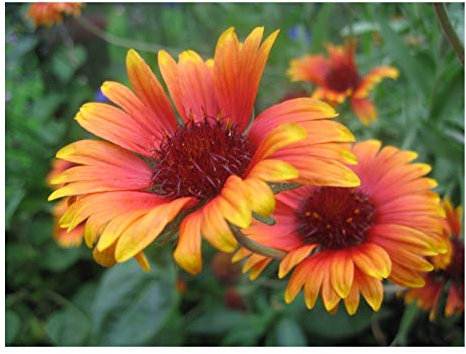 PREMIER SEEDS DIRECT - GAILLARDIA - ARISTATA - GRANDIFLORA Mixed - 400 Seeds