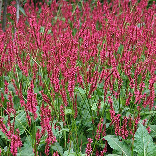 6 x Persicaria Amplexicaulis 'Red Baron' - Kerzenknöterich Topf 9x9cm