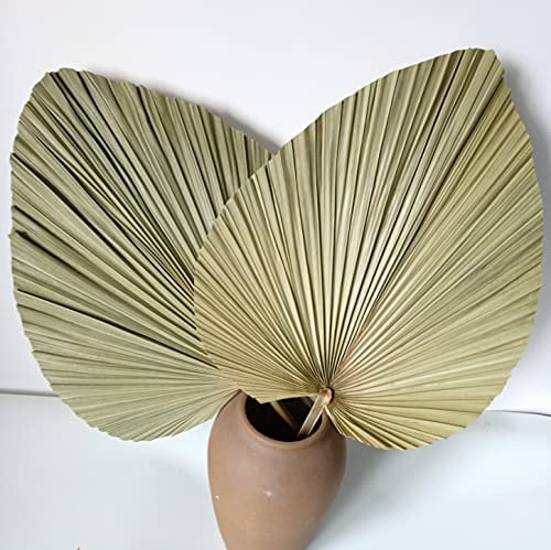 Grandes Feuilles de Palmier séchées, éventail de Feuilles de Palmier en Fleurs Naturelles pour la décoration de Mariage, Ventilateurs géants de Style bohémien pour la décoration d'intérieur, Lot de 2