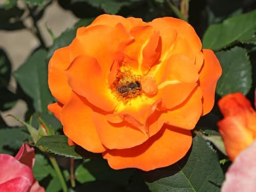 Kletterrose Orange Dawn ® (Container)